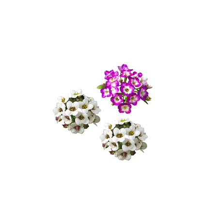 Kral Tacı Çiçeği